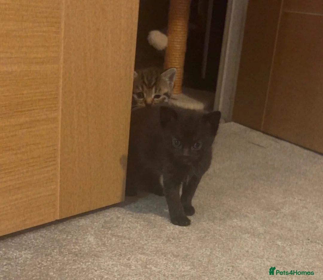 Mixed Breed cats for sale: 4 gorgeous kittens  - Advert 2