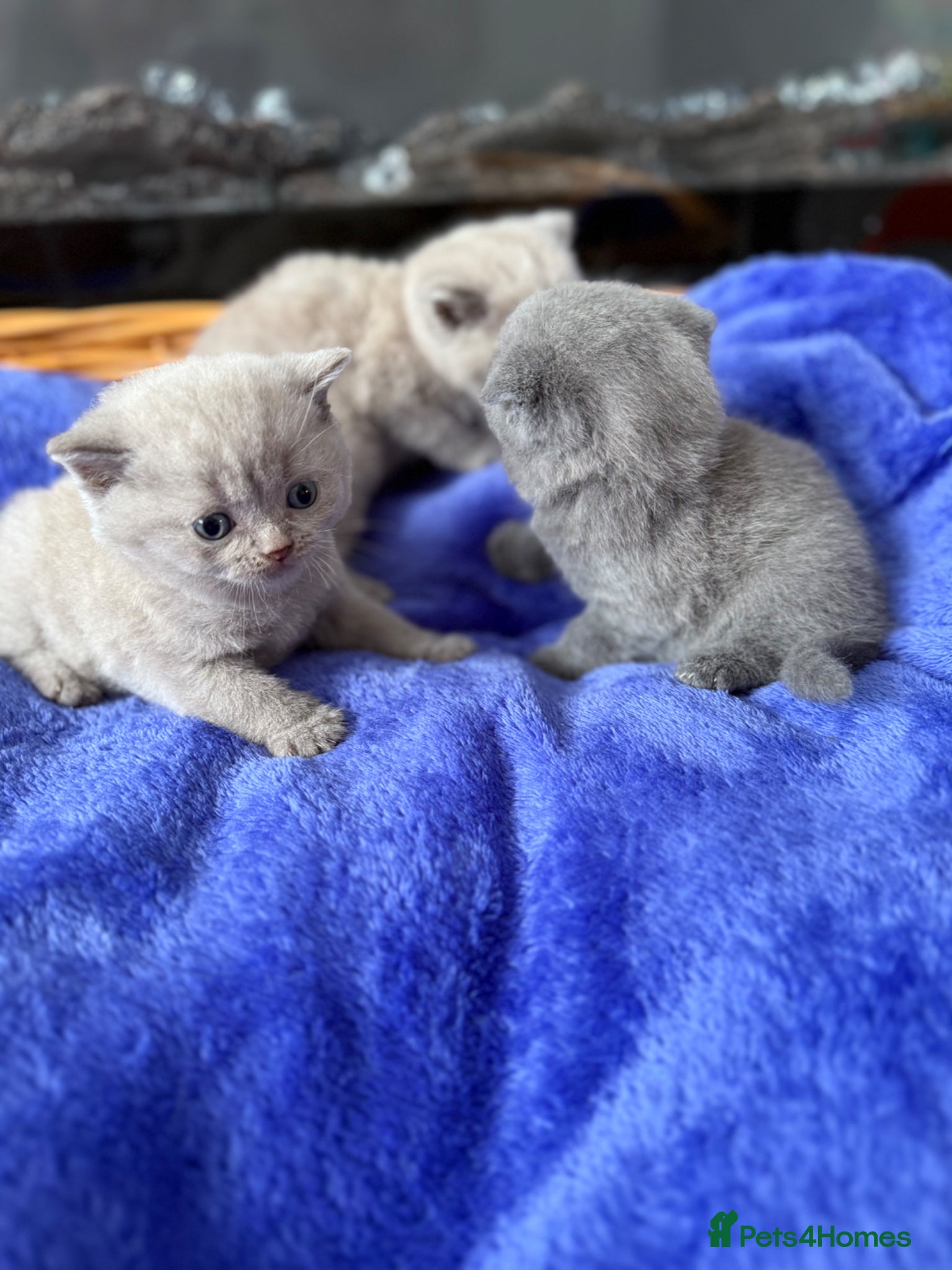 Scottish Fold cats Beautiful scottishfold/Scottish straight kittens🥰 - Advert 2