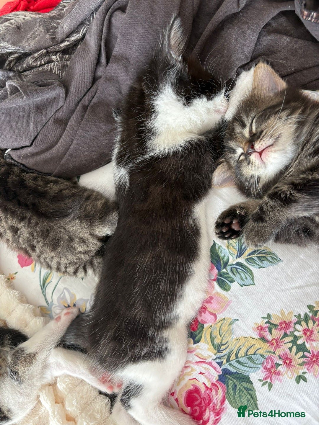 British Longhair cats for sale: Beautiful kittens for sale - Image 8
