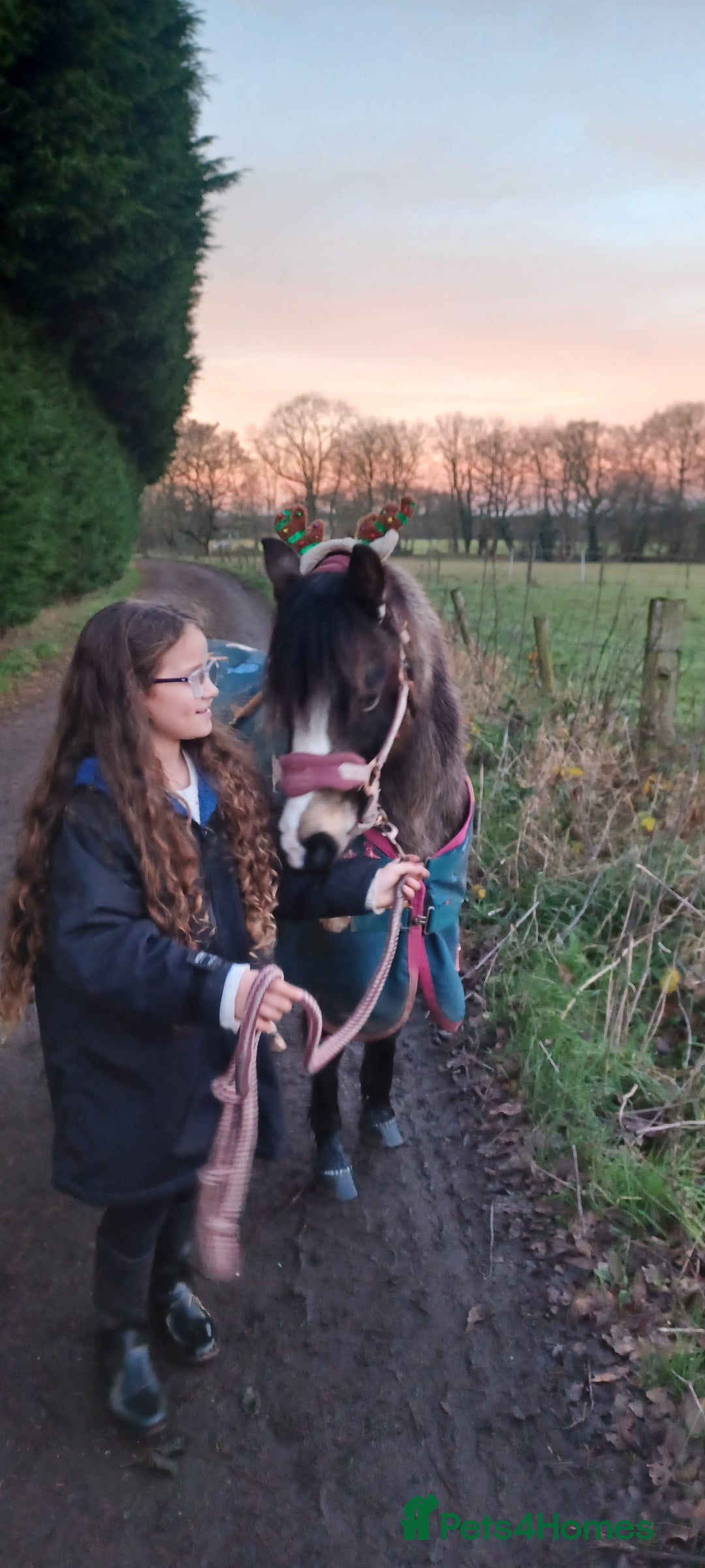 Welsh Section A horses for sale: Welsh Section A Mare Lead Rein pony - Image 6