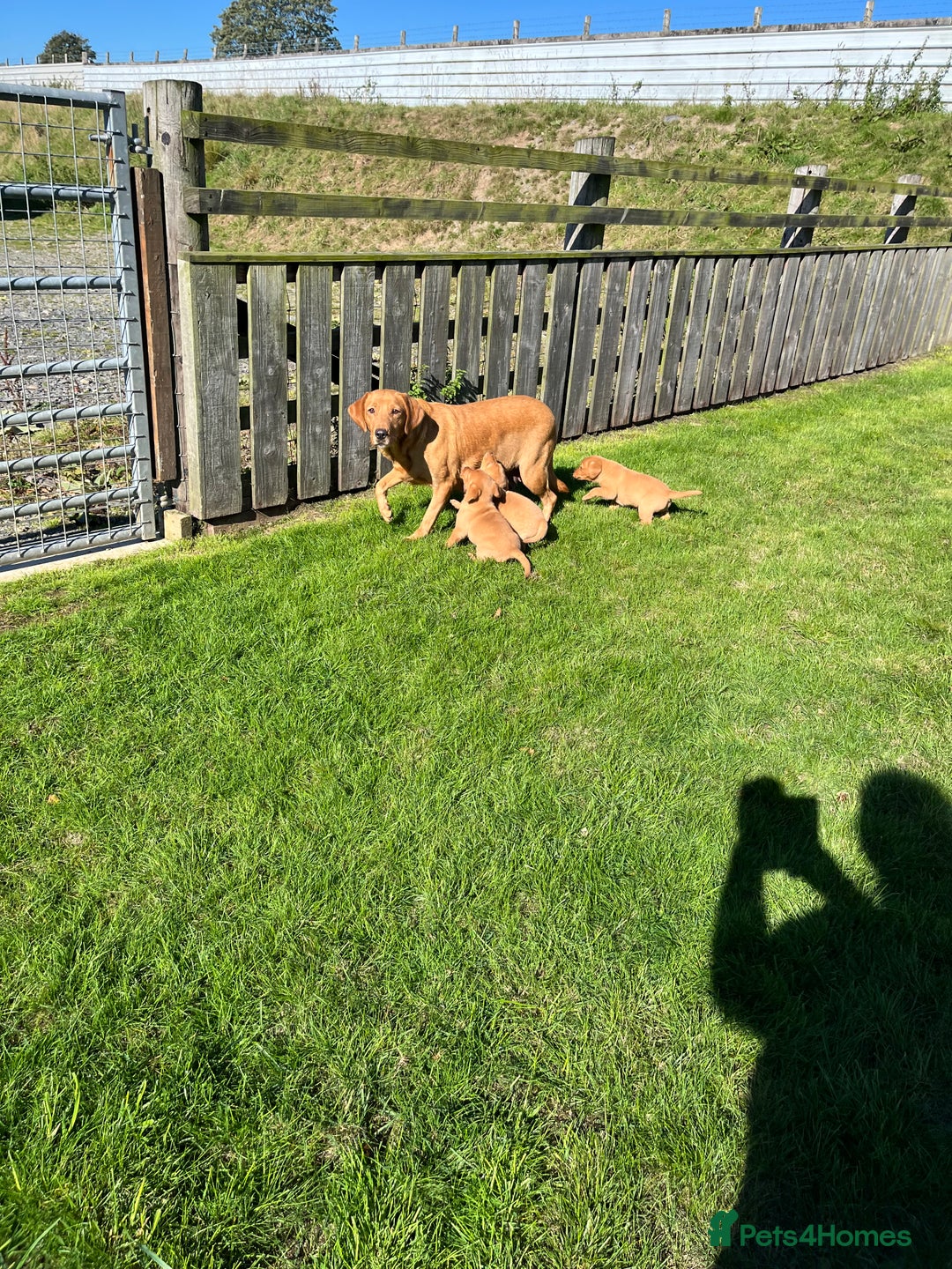 Labrador Retriever dogs for sale: KC REG HEALTH TESTED fox red puppies for sale ⭐️  - Image 6