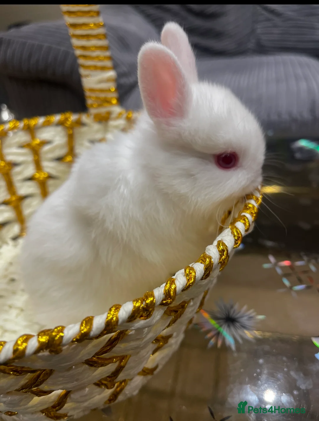 Netherland Dwarf rabbits for sale: Pure Netherland Dwarf - Advert 9