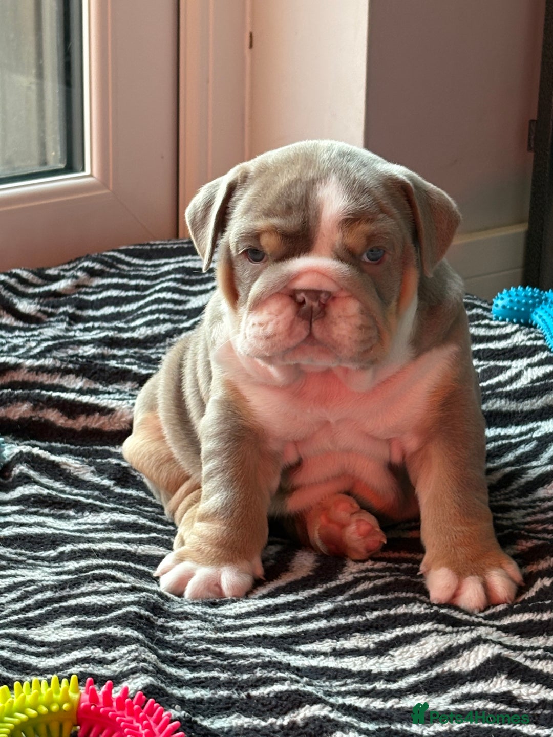 English Bulldog dogs for sale: English bulldog puppies  - Advert 1