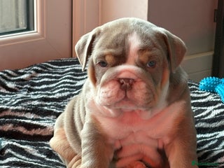 English Bulldog dogs English bulldog puppies - Advert 1