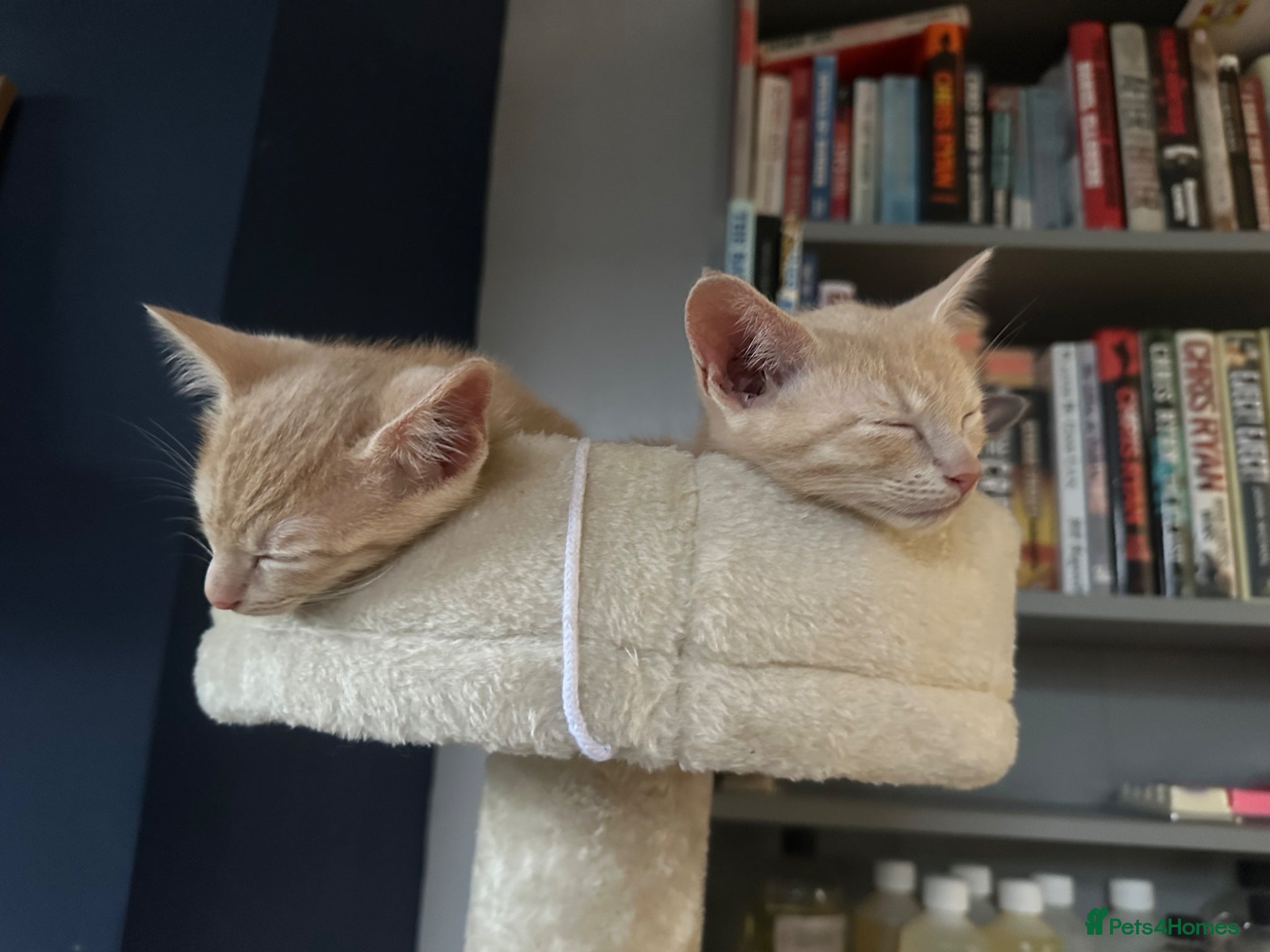 Siamese cats Siamese British Short Hair X - Advert 3