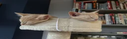 Siamese cats for sale: Siamese British Short Hair X in Preston - Advert 1