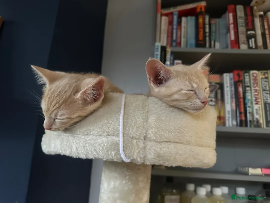 Siamese cats for sale: Siamese British Short Hair X in Preston - Advert 1