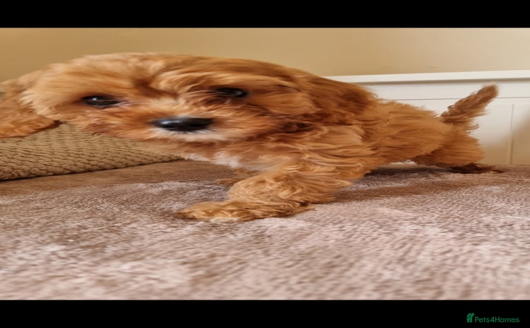 Cavapoo dogs - Advert 9