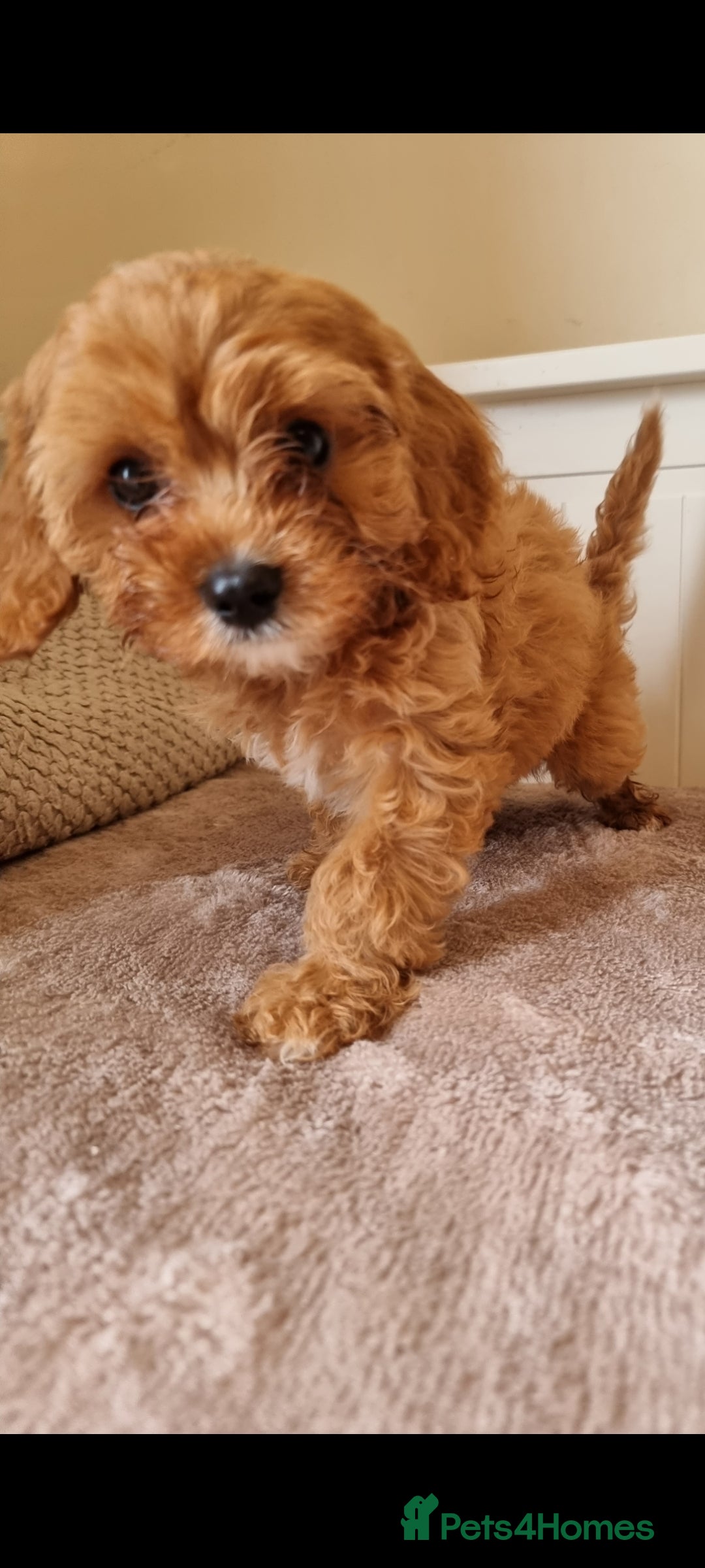 Cavapoo dogs for sale: Gorgeous Cavapoos ready for the perfect home 💖🏡 - Image 10