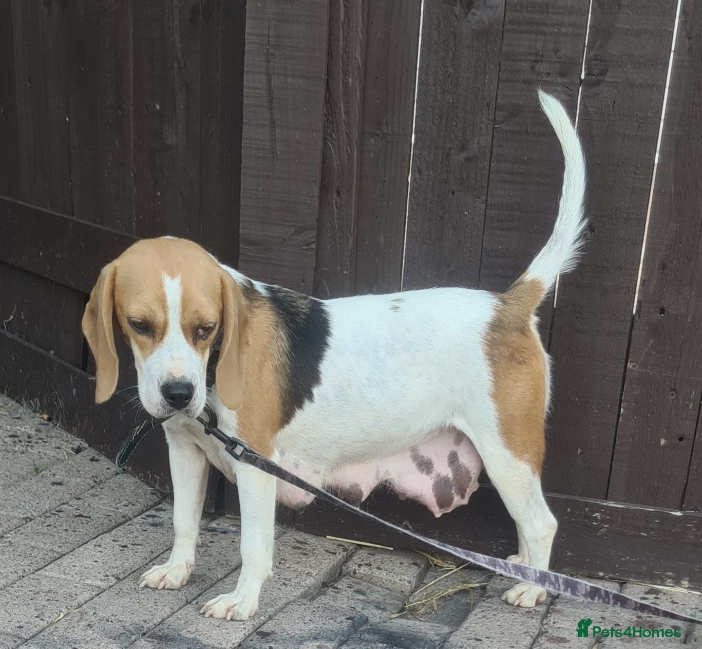 Beagle dogs 7 Beagle Puppies  - Advert 1