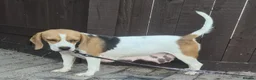 Beagle dogs for sale: 7 Beagle Puppies  in Wakefield - Advert 1