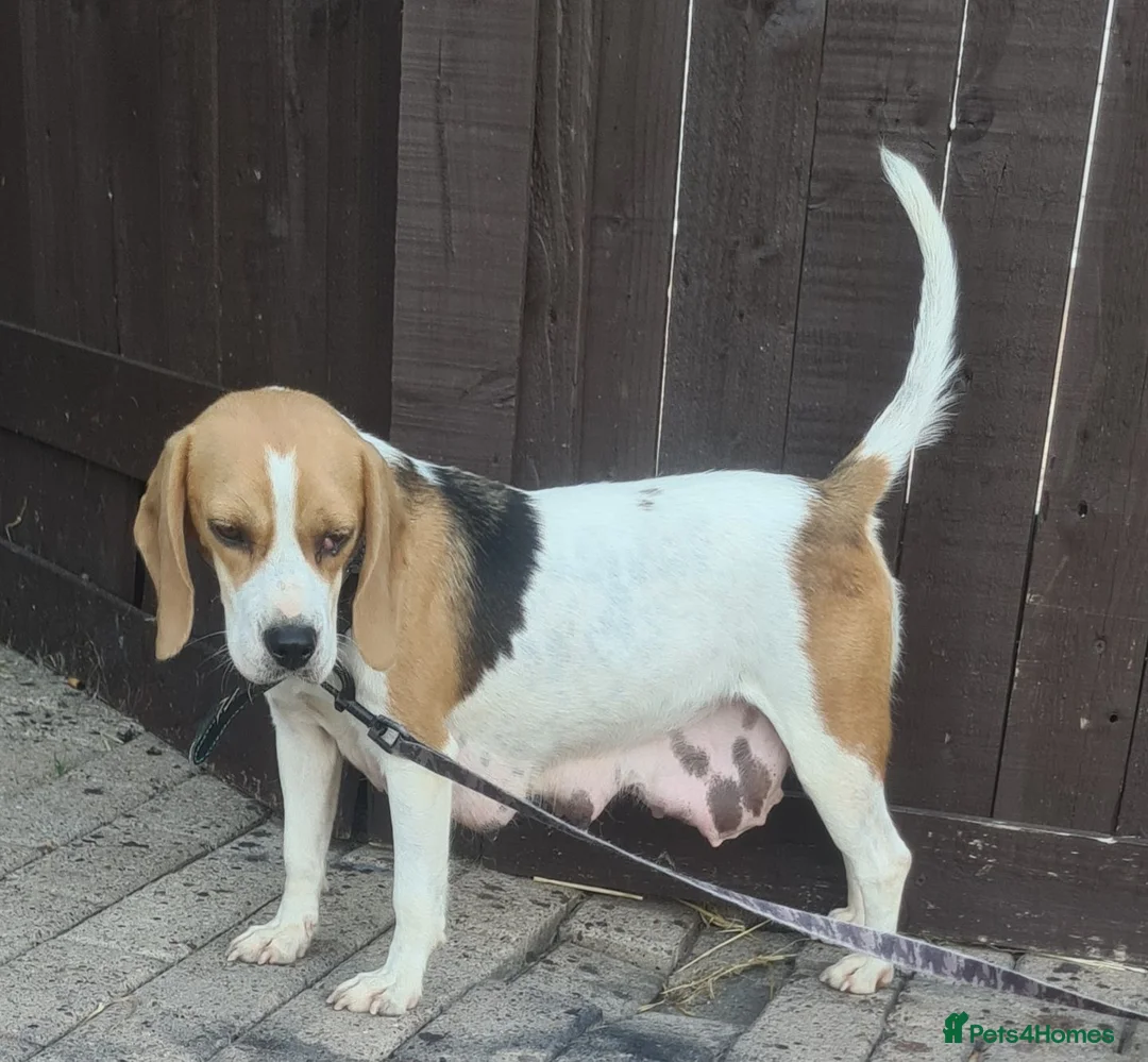 Beagle dogs for sale: 7 Beagle Puppies  in Wakefield - Advert 1