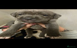 Cane Corso dogs for sale: Baby cane corsa - Image 7