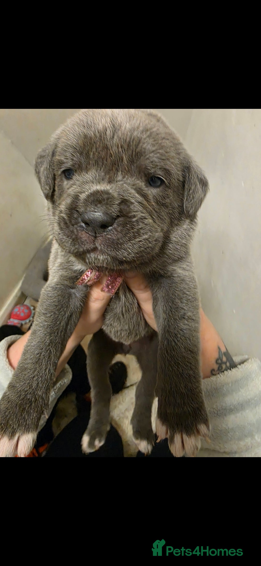 Cane Corso dogs for sale: Baby cane corsa - Image 7