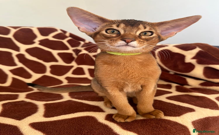 Abyssinian cats Beautiful Abyssinians kittens - Advert 1