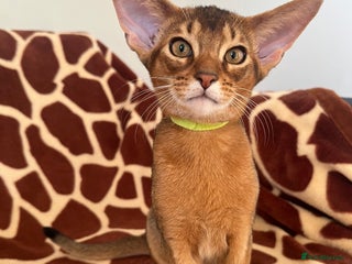 Abyssinian cats Beautiful Abyssinians kittens - Advert 2