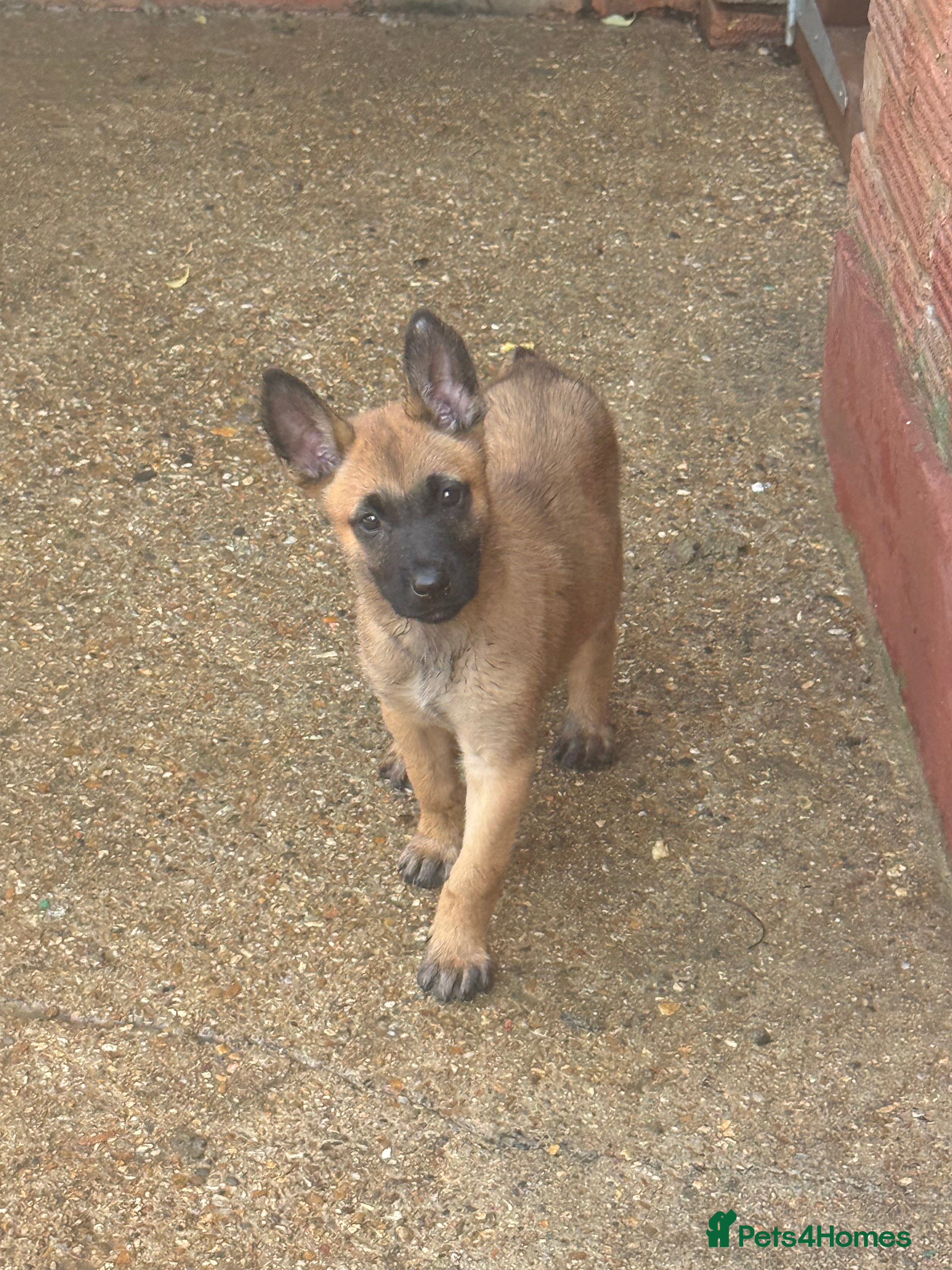Belgian Shepherd Dog dogs Solid confident pups ready to go   - Advert 2