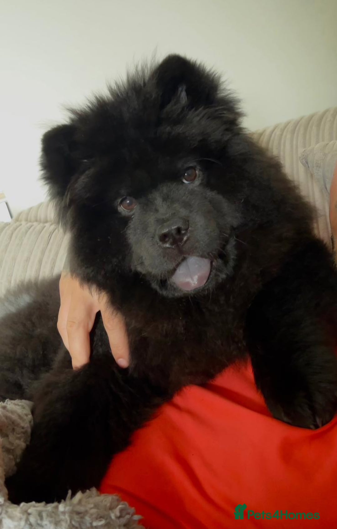 Chow Chow dogs for sale: Beautiful Chow Chow - Advert 5