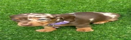 Miniature Dachshund dogs for sale: MINIATURE DACHSHUND PUPPIES FOR SALE in Huddersfield - Advert 3