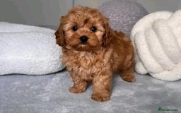 Poodle dogs for sale: Beautiful Poodle Puppies Ready!!!!  - Image 1