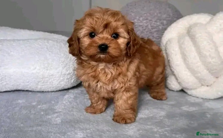 Poodle dogs - Advert 2