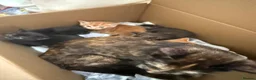 Mixed Breed cats for sale: Fluffy kittens!!!  - Advert 10