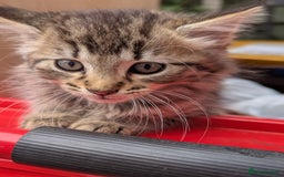 European cats for sale: Beautiful, friendly and playful kittens - Image 4