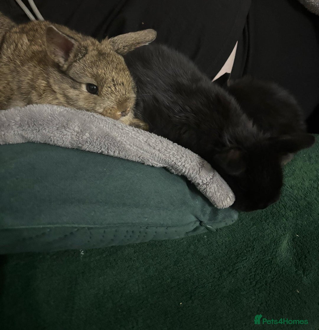 Netherland Dwarf rabbits for sale: netherland dwarf x minilop 5 black / brown rabbits - Image 10
