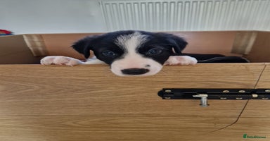 Mixed Breed dogs in Towcester - Advert 1