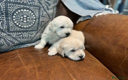 Golden Retriever dogs for sale: Stunning Golden Retriver Puppies - Image 6