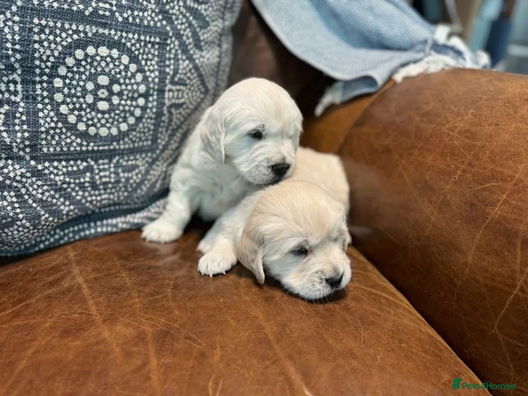 Golden Retriever dogs for sale: Stunning Golden Retriver Puppies - Image 6