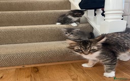 American Shorthair cats for sale: 3 Gorgeous and Playful Kittens Ready To Go - Image 8