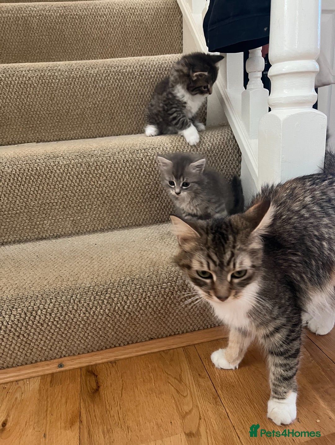 American Shorthair cats for sale: 3 Gorgeous and Playful Kittens Ready To Go - Image 8