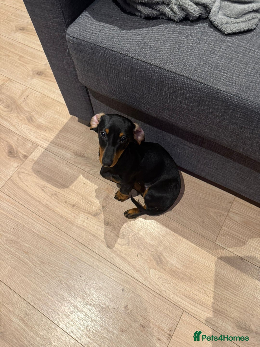 Miniature Dachshund dogs for sale: Miniature daschund dog  - Advert 5