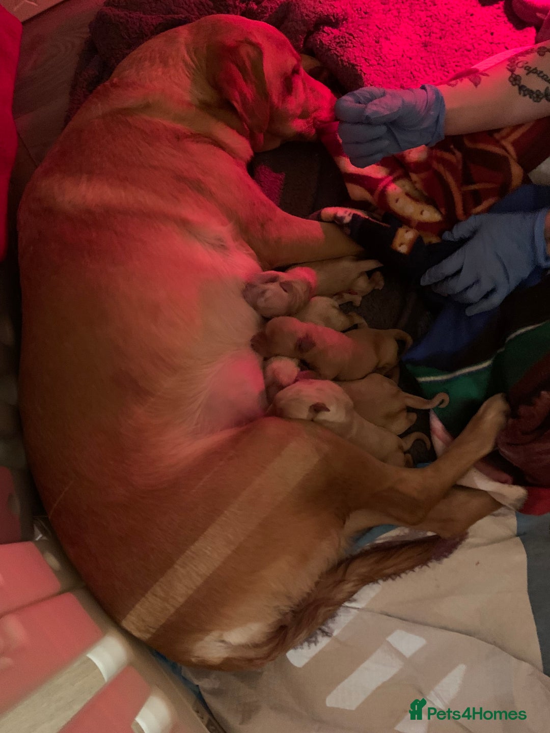 Labrador Retriever dogs for sale: Labrador Retriever Puppies for sale  - Advert 4