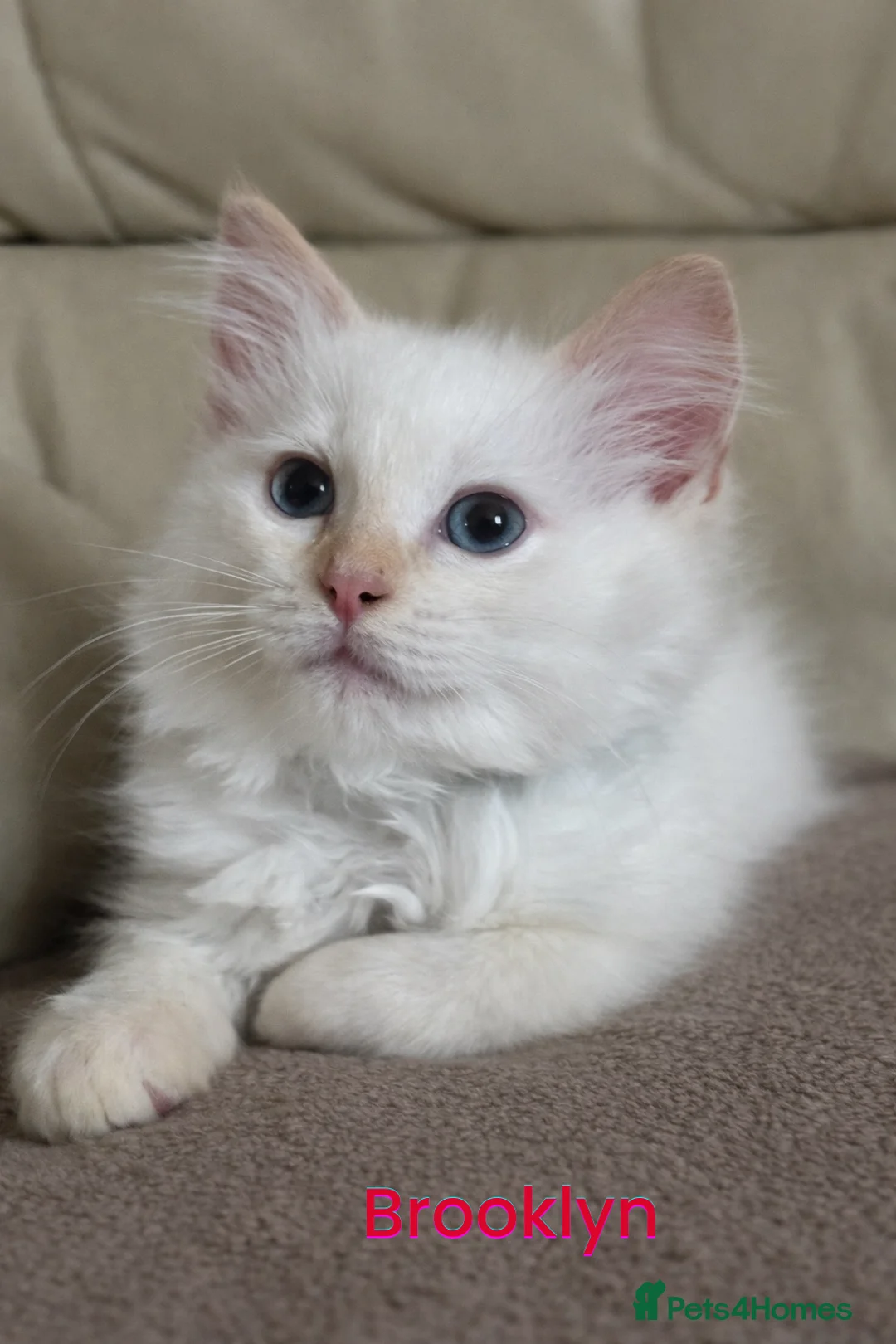 Ragdoll cats for sale: GCCF Registered Red Boys ready to go - Advert 6