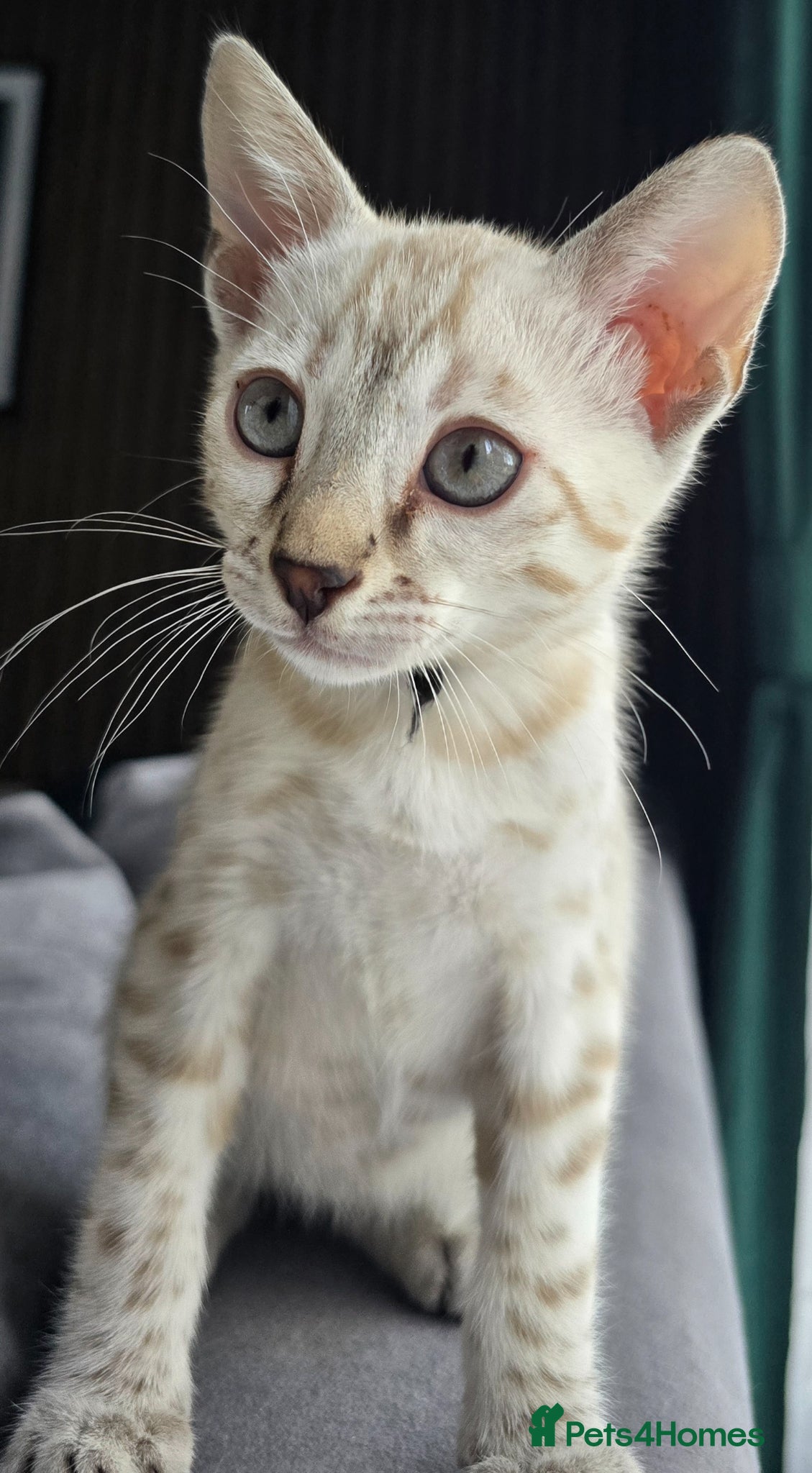 Bengal cats Only 1 TICA boy left..Ready from middle May - Advert 4