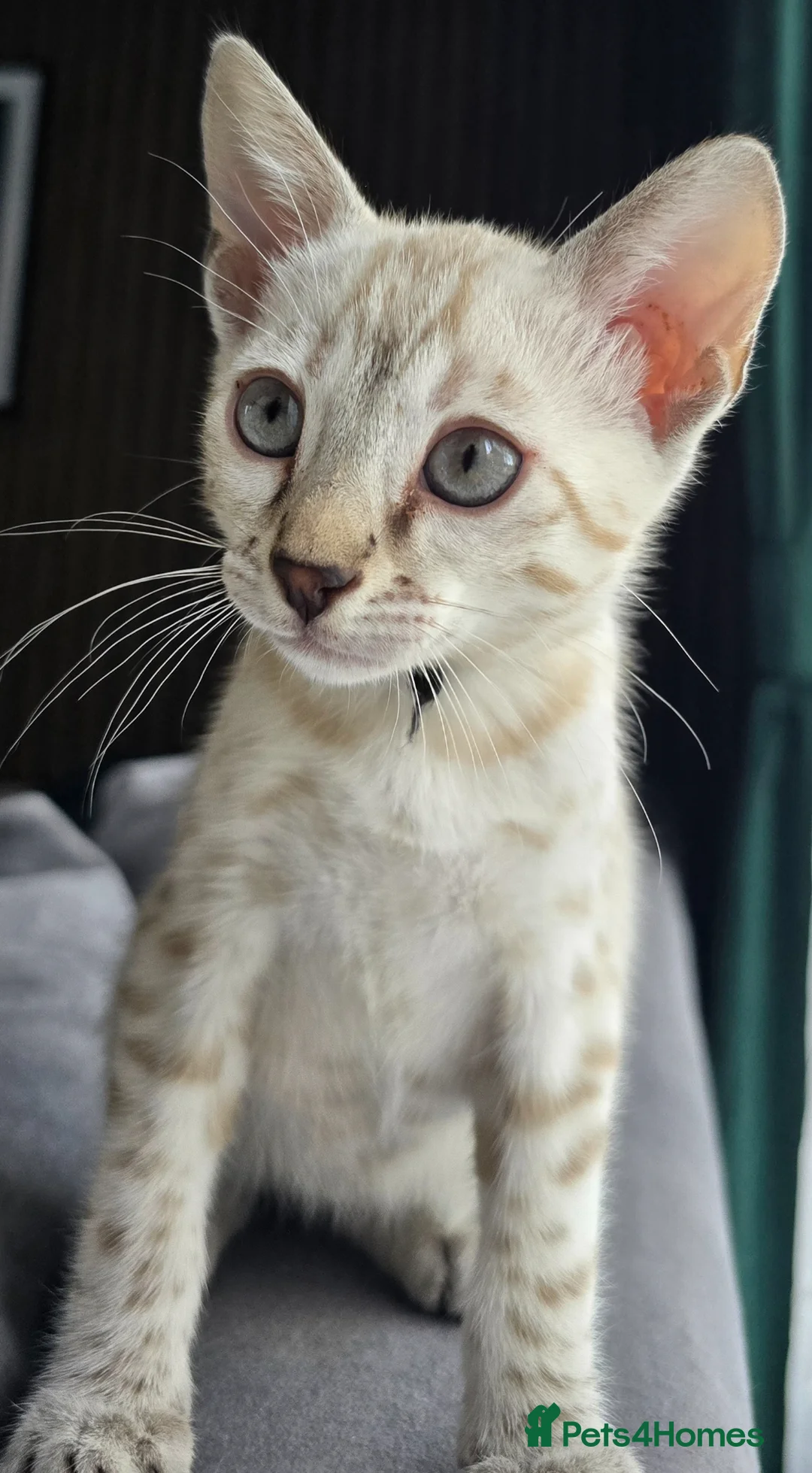 Bengal cats for sale: Only 1 TICA boy left..Ready from middle May - Advert 1