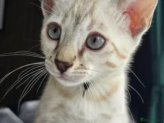 Bengal cats Only 1 TICA boy left..Ready from middle May - Advert 7