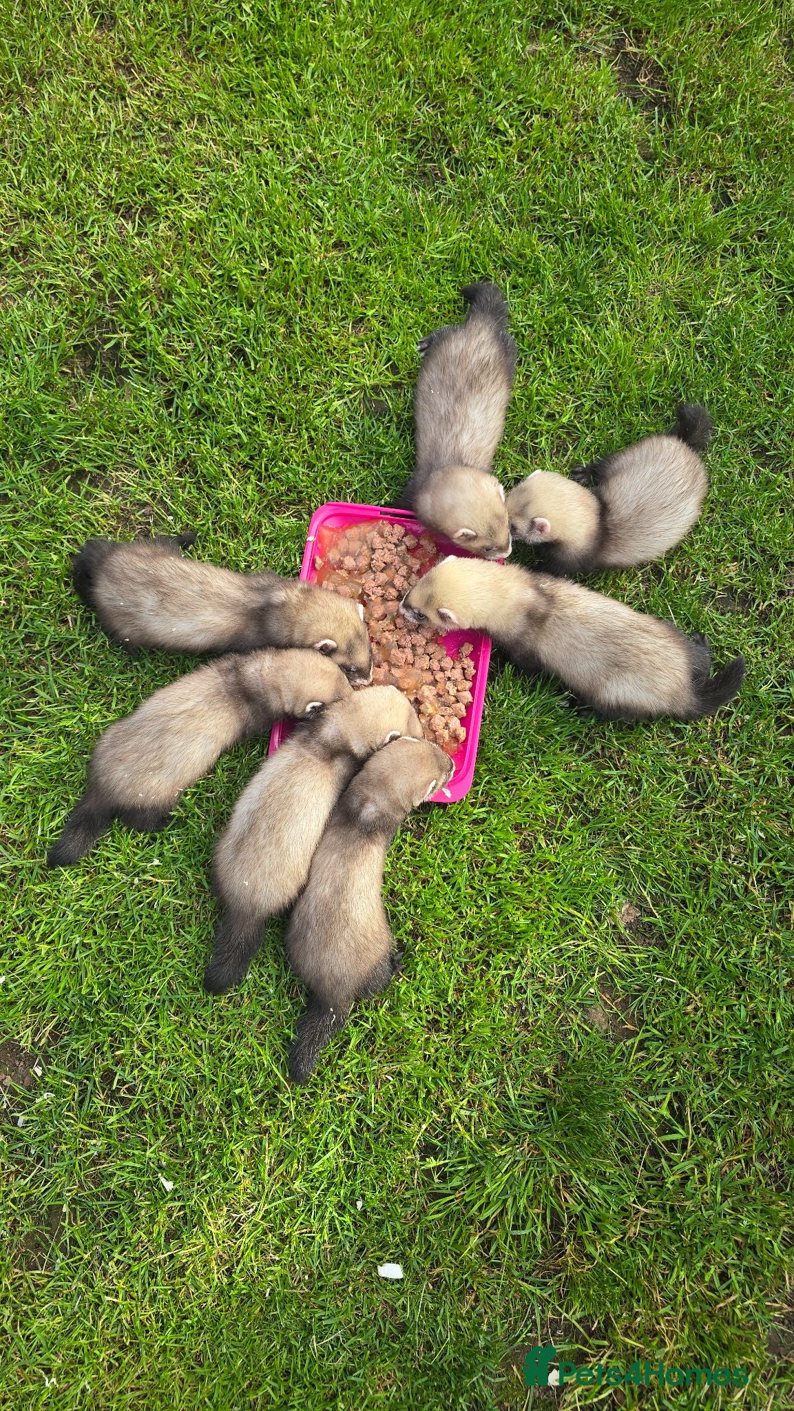 Ferret rodents Kits Half Bew Half Sandy - Advert 14