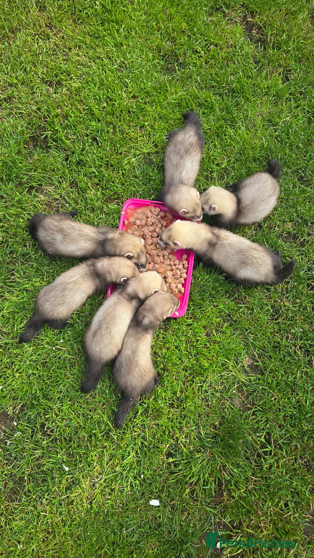 Ferret rodents for sale: Kits Half Bew Half Sandy in Stoke-on-Trent - Advert 1