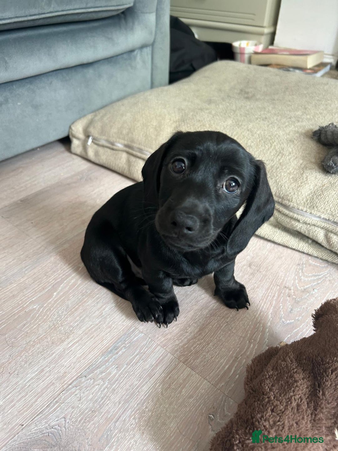 Miniature Dachshund dogs for sale: 3X Male Miniature Dachshunds- READY TO GO - Image 29