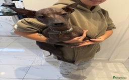 Mexican Hairless dogs for sale: MINI MEXICAN HAIRLESS MALE!   - Image 2