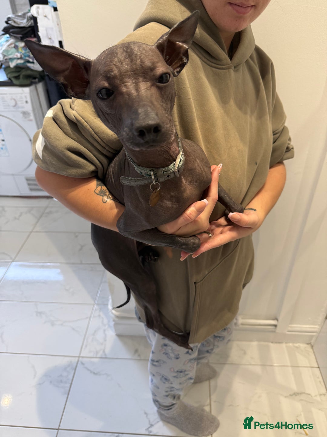 Mexican Hairless dogs for sale: MINI MEXICAN HAIRLESS MALE!   - Image 2