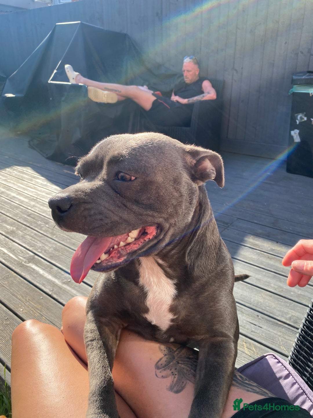 Staffordshire Bull Terrier dogs for sale: Blue Staffordshire  - Image 1