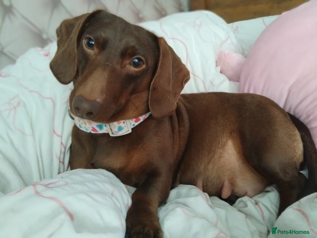 Dachshund dogs for sale: Bella - Advert 4