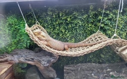 Bearded Dragon reptiles for sale: Alex looking for a loving home  - Image 3