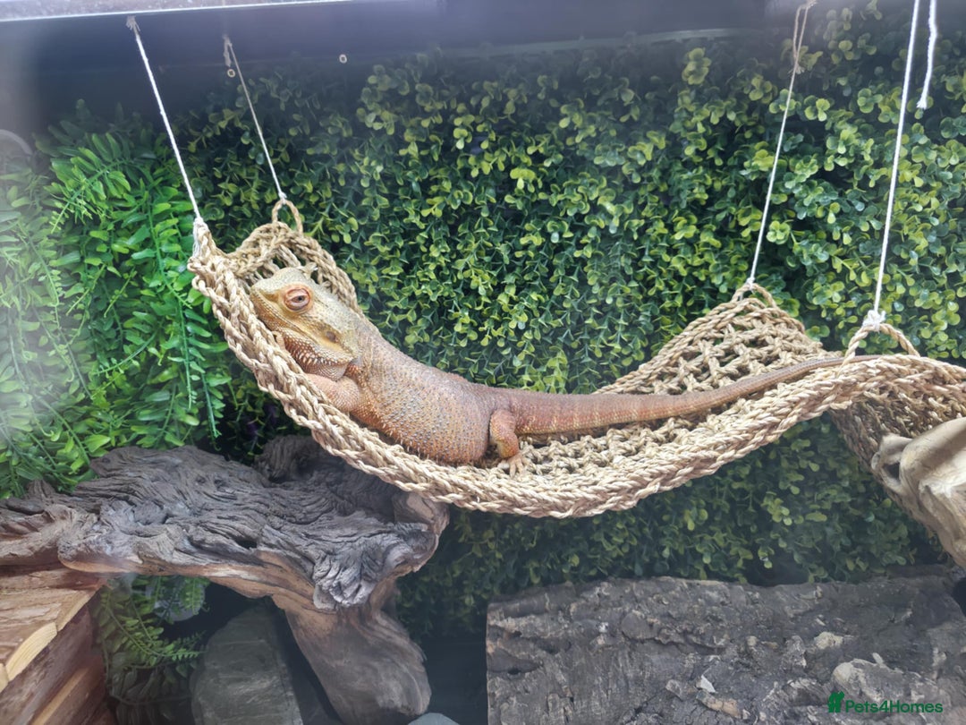 Bearded Dragon reptiles for sale: Alex looking for a loving home  - Image 3