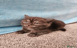 Scottish Fold cats for sale: Adorable Scottish fold Straight Ears Kittens  - Image 35