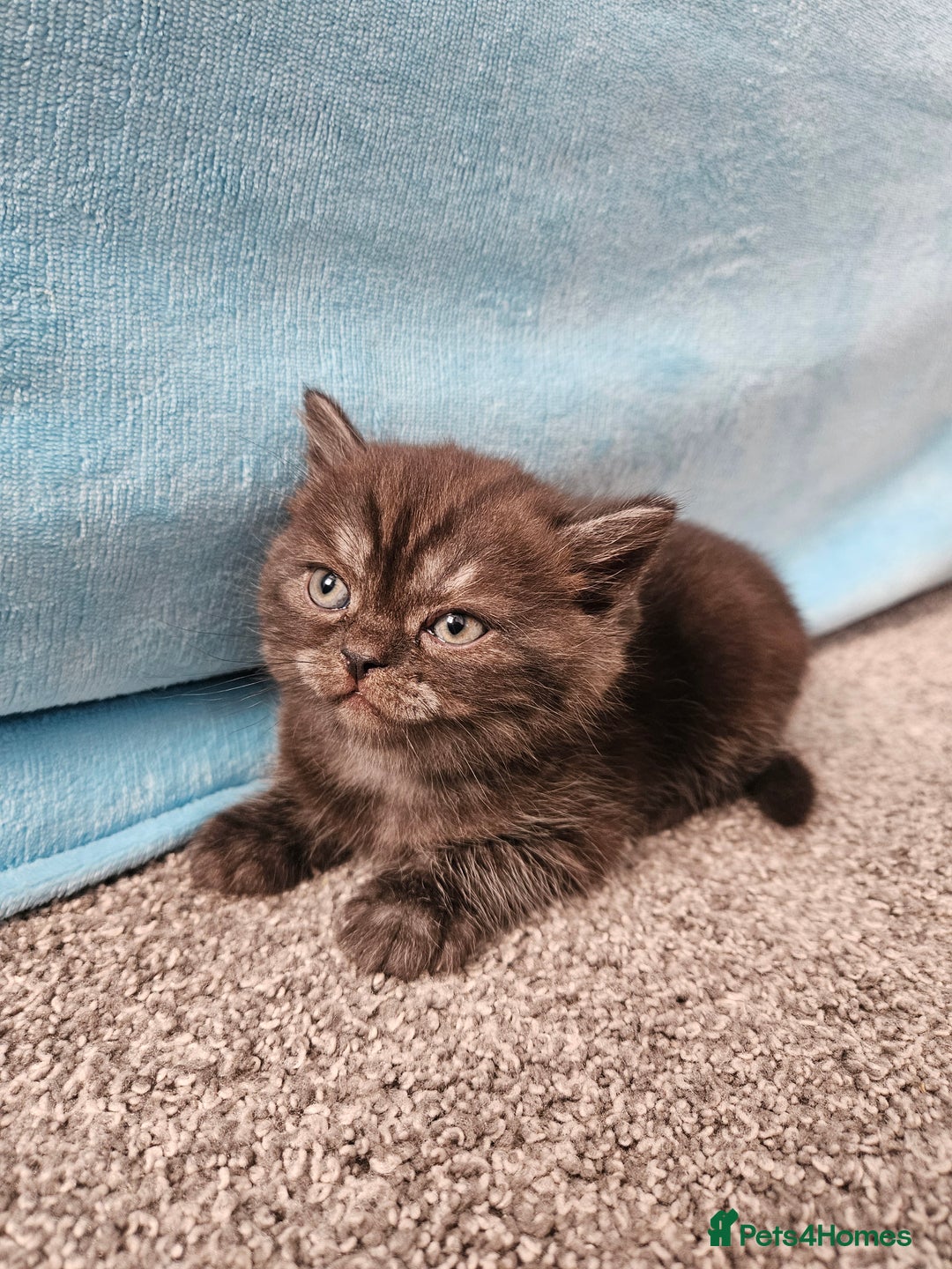 Scottish Fold cats for sale: Adorable Scottish fold Straight Ears Kittens  - Image 35